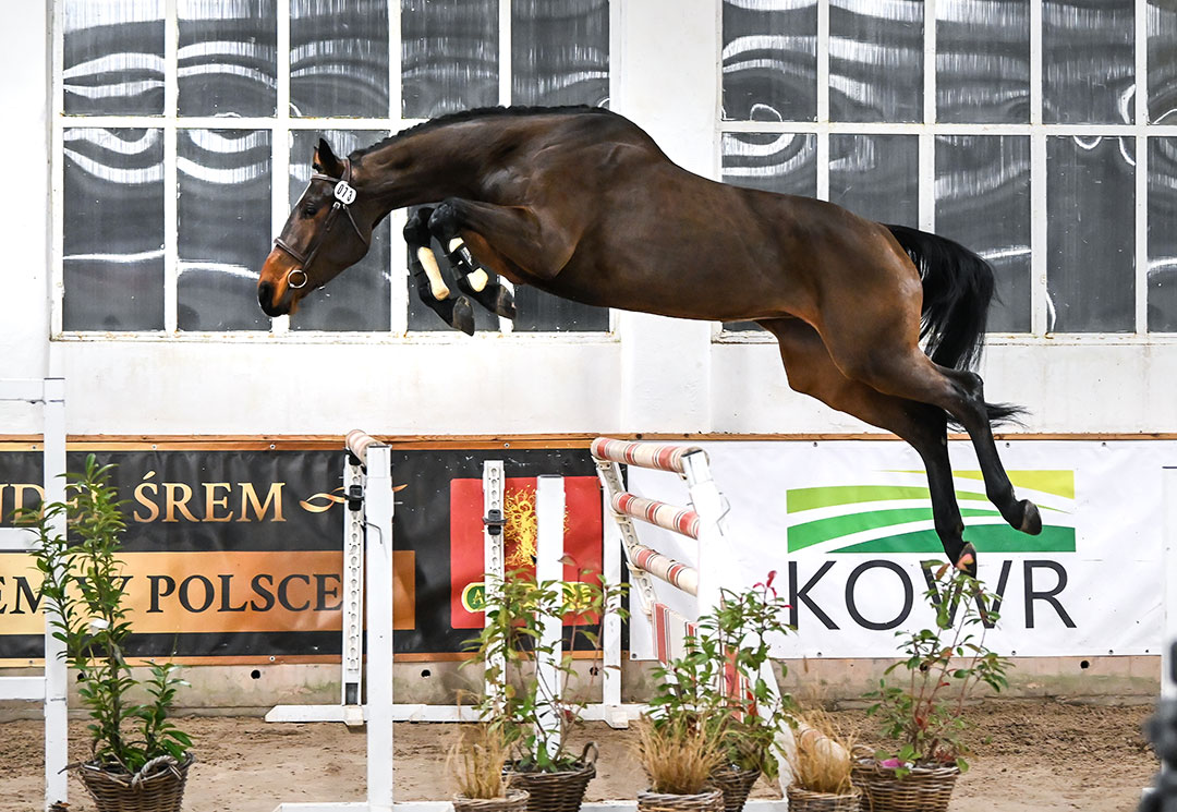 skoki luzem 2025 DSC 9234